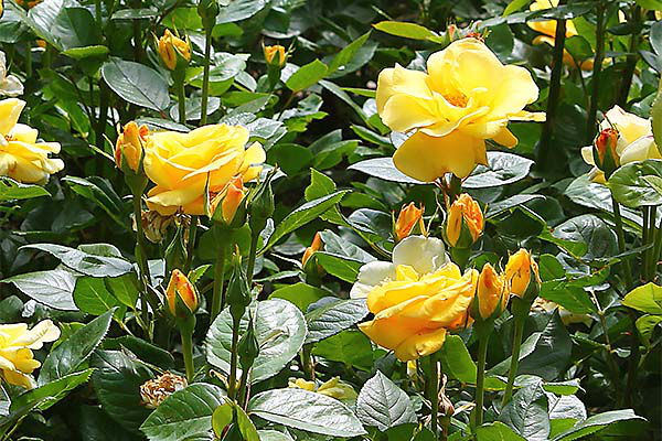 Ein Feld aus gelben, blühenden Rosen an einem sonnigen Sommertag.