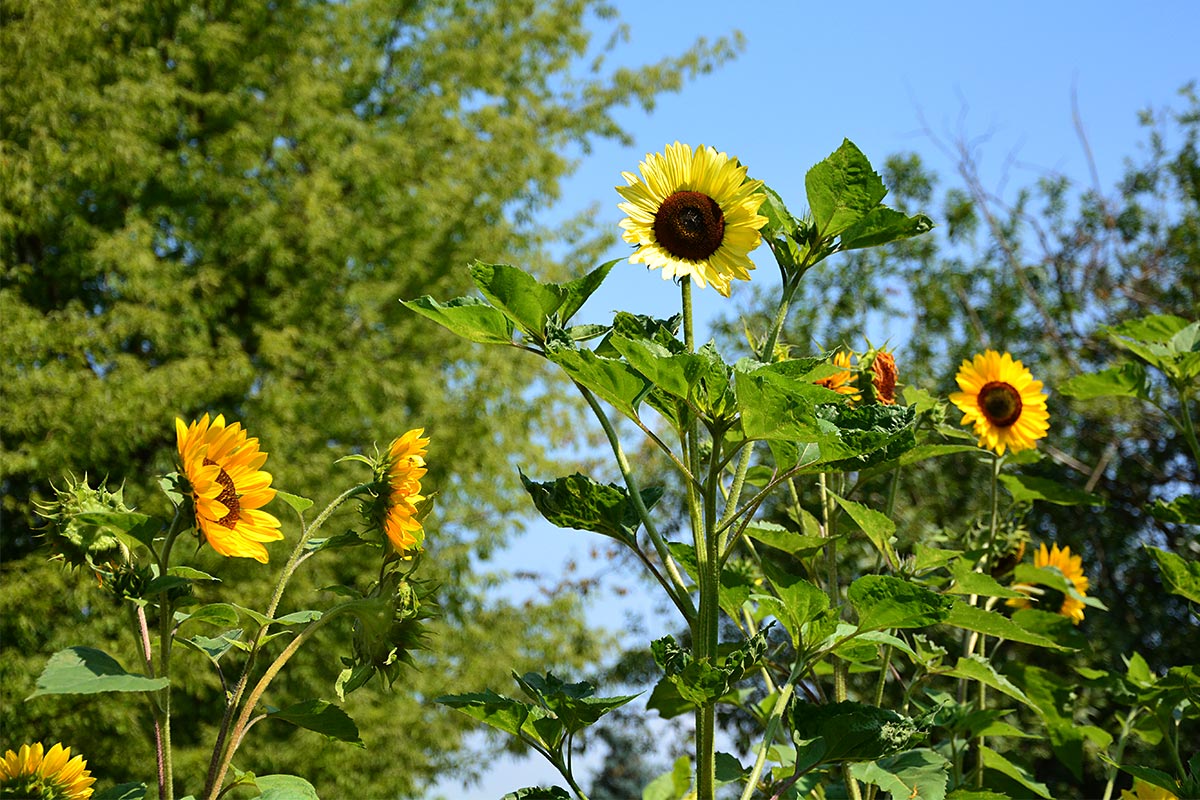 Sonnenblumen in unserem Heil- und Kräutergarten